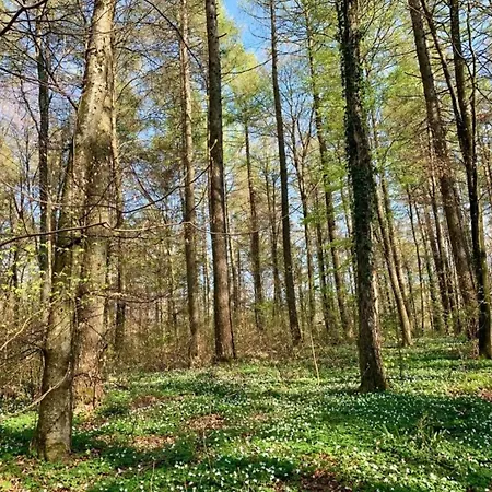 Escape Near Kronenburger * Hallschlag